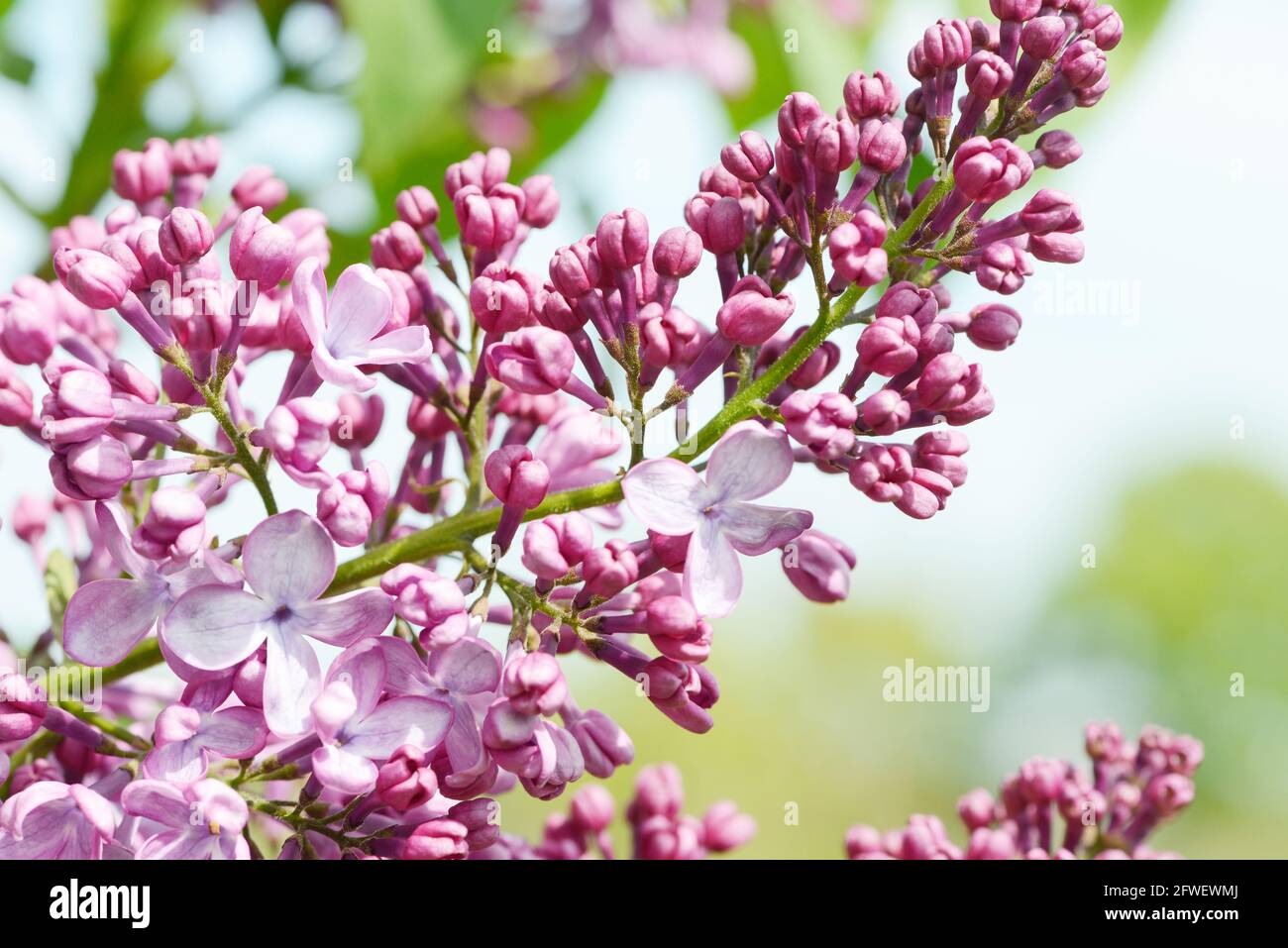 lilla comune fiorire nel giardino in primavera Foto Stock