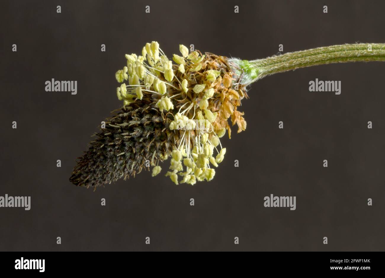 Particolare dell'insolito chiodo floreale della Piantana Ribwort che mostra le antere che portano polline, un perenne comune di praterie, prati e brughiere Foto Stock