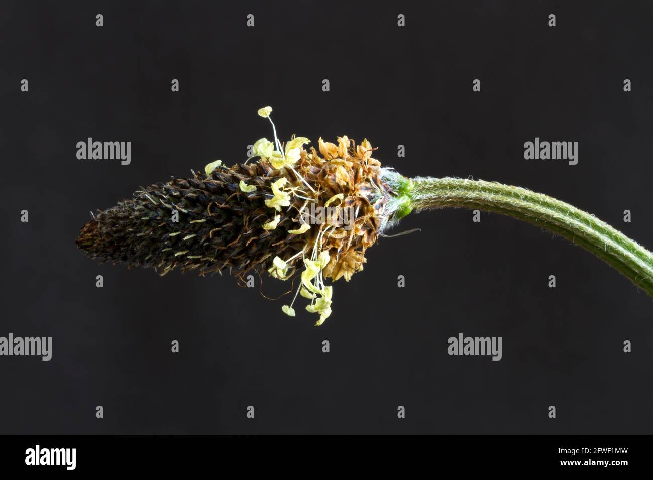 Dettaglio dell'insolito picco floreale della Ribwort Plantain, un perenne comune di praterie, prati e brughiere in tutta Europa e nel Regno Unito. Foto Stock
