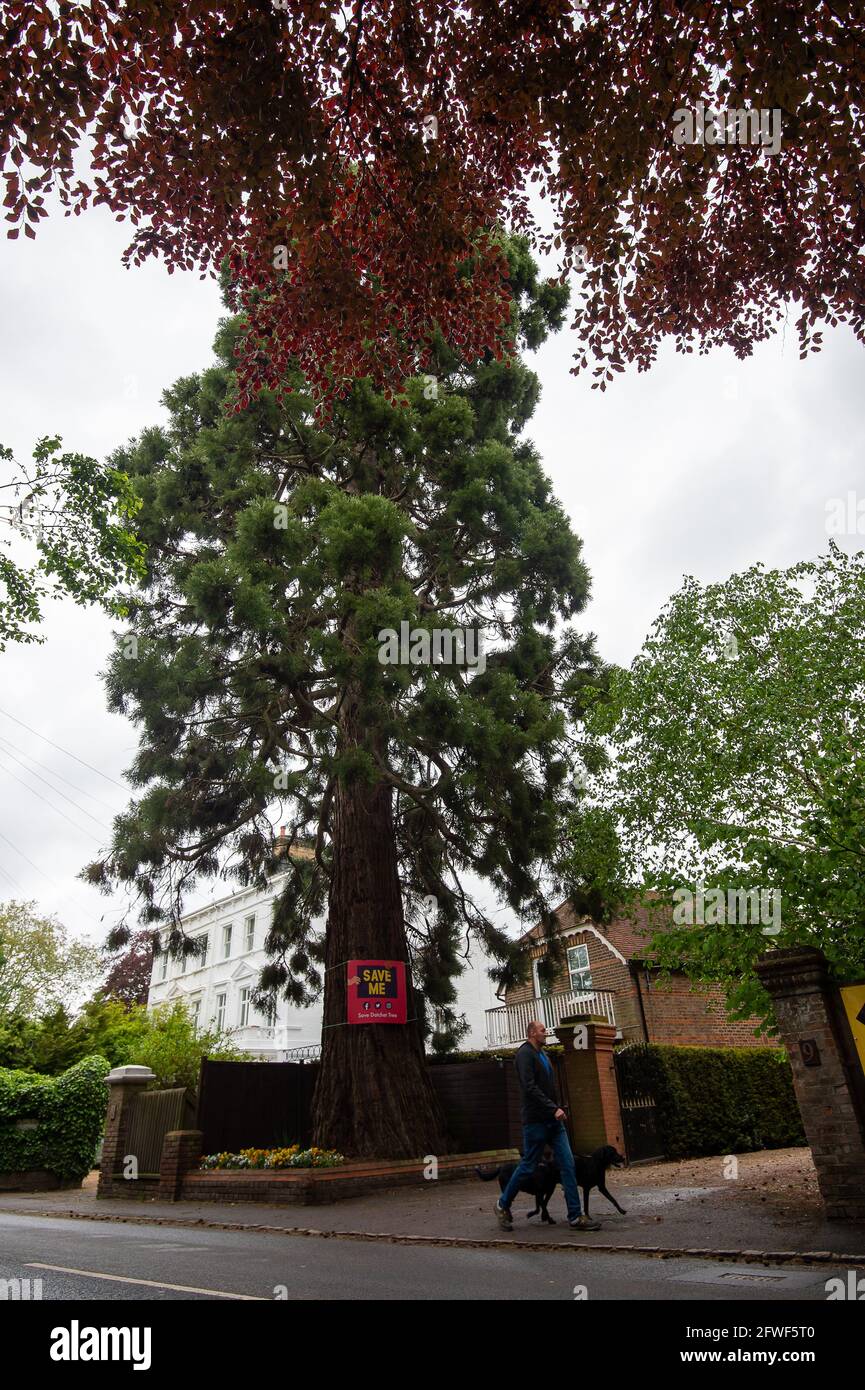 Datchet, Berkshire, Regno Unito. 22 maggio 2021. I responsabili della pianificazione del Royal Borough di Windsor e Maidenhead hanno dato il permesso a Direct Line di cadere un albero di Wellingtonia molto amato di 170 anni nel villaggio di Datchet. L'albero ha un TPO su di esso ed è in un'area protetta di conservazione vicino al fiume Tamigi. L'albero è detto implicato nella subsidenza ad una proprietà vicina ma ci è dubbio che questa sia la causa principale. Sono disponibili soluzioni per risolvere il cedimento in base alle quali è possibile salvare l'albero. Credit: Maureen McLean/Alamy Live News Foto Stock