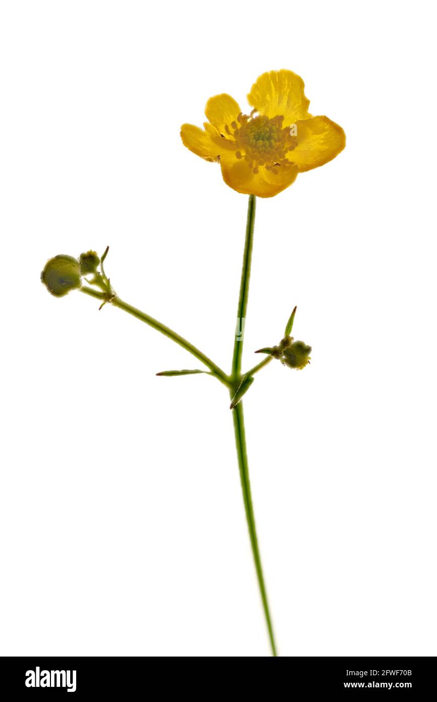 Buttercup comune (Ranunculus acris) fotografato in studio su uno sfondo bianco chiaro Foto Stock