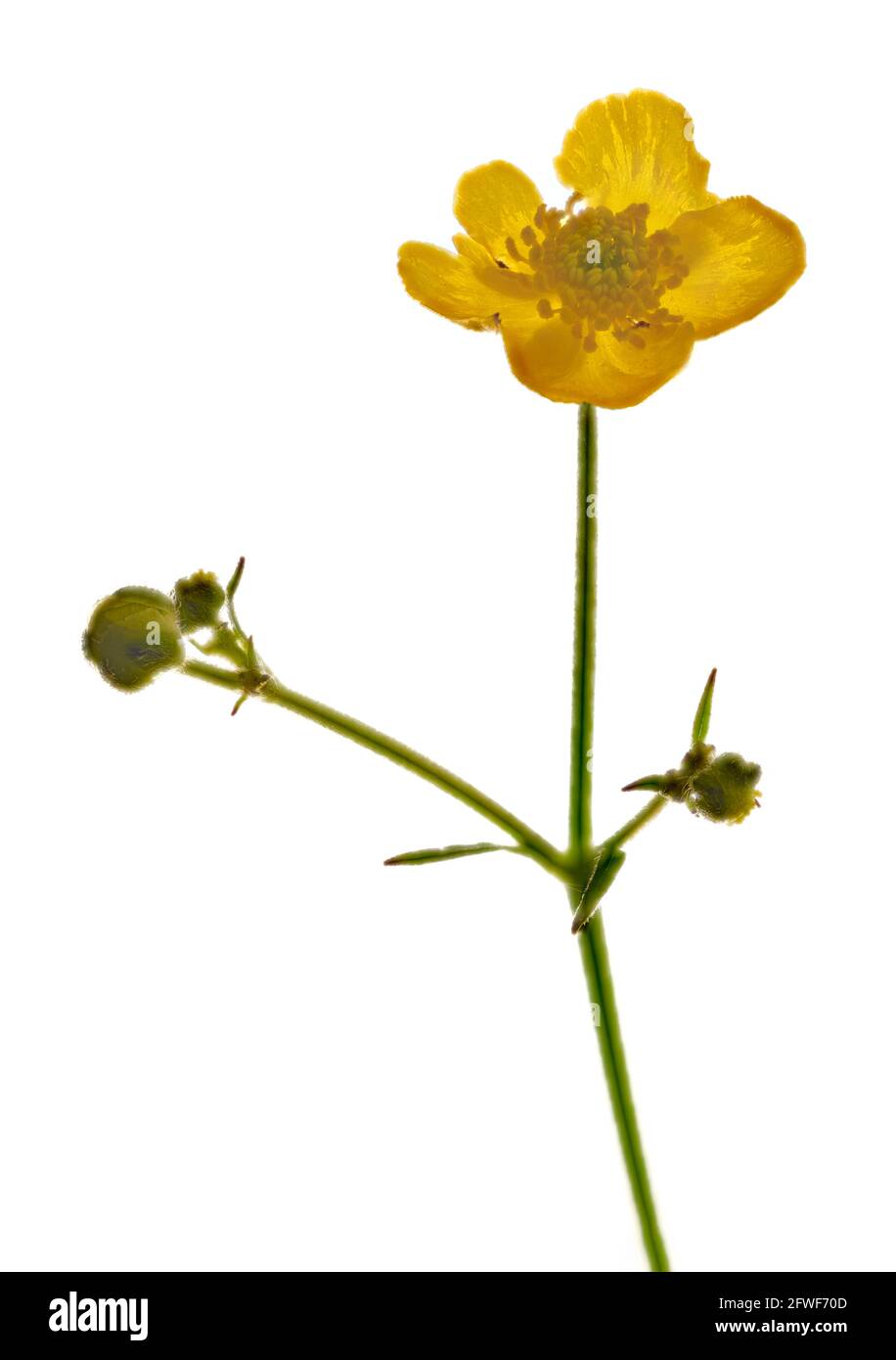 Buttercup comune (Ranunculus acris) fotografato in studio su uno sfondo bianco chiaro Foto Stock