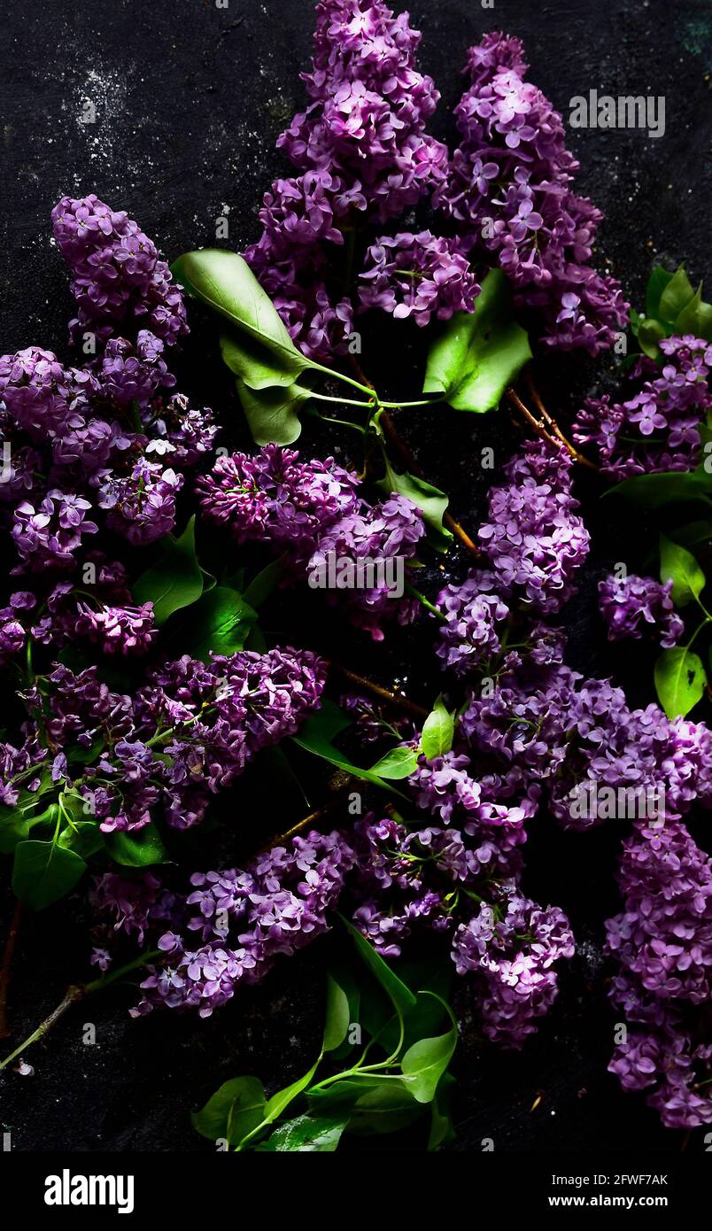 carta da parati con sprigs lilla viola su sfondo nero. Foto Stock