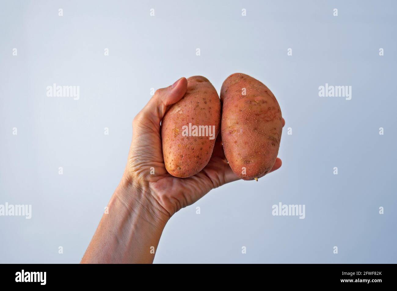 Patate Asterix o patate rosa a portata di mano Foto Stock