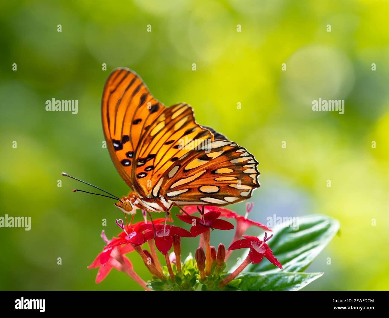 Fritillary singolo Golfo, Agraulis vanillae nigrior, farfalla su uno sfondo verde di piante Foto Stock
