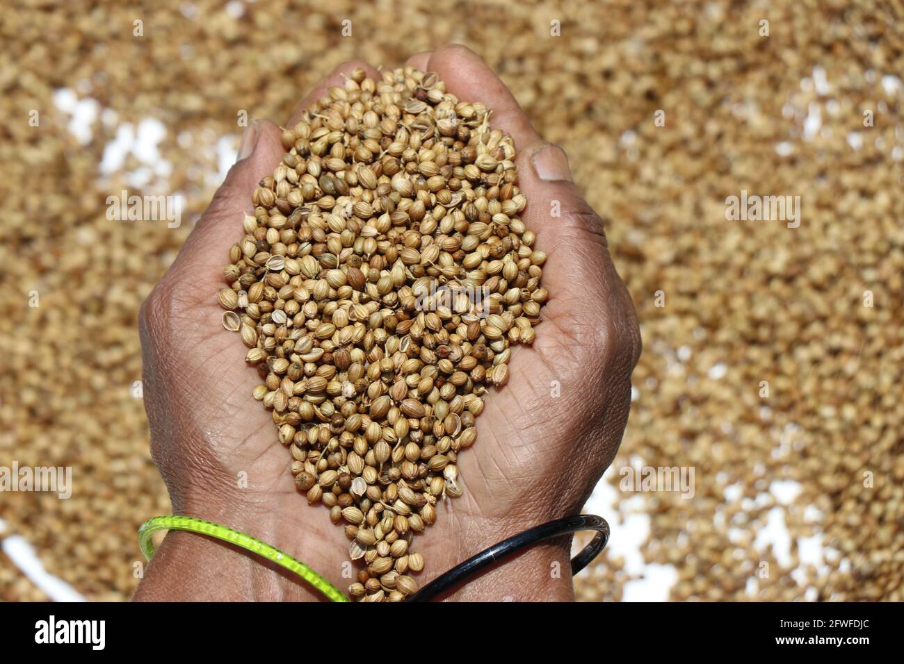 Semi di coriandolo manciati di esso tenuto in mano dalla donna. Semi di coriandolo organici tenuti per varie in background Foto Stock