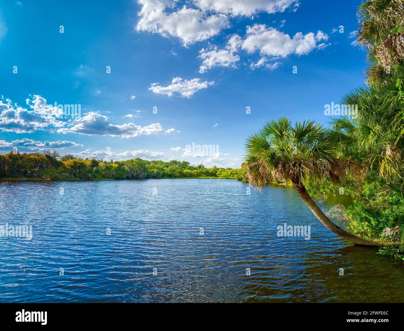 Giornata di sole con cielo blu e nuvole bianche a Deer Prairie Creek Preserve a Venezia, Florida USA Foto Stock