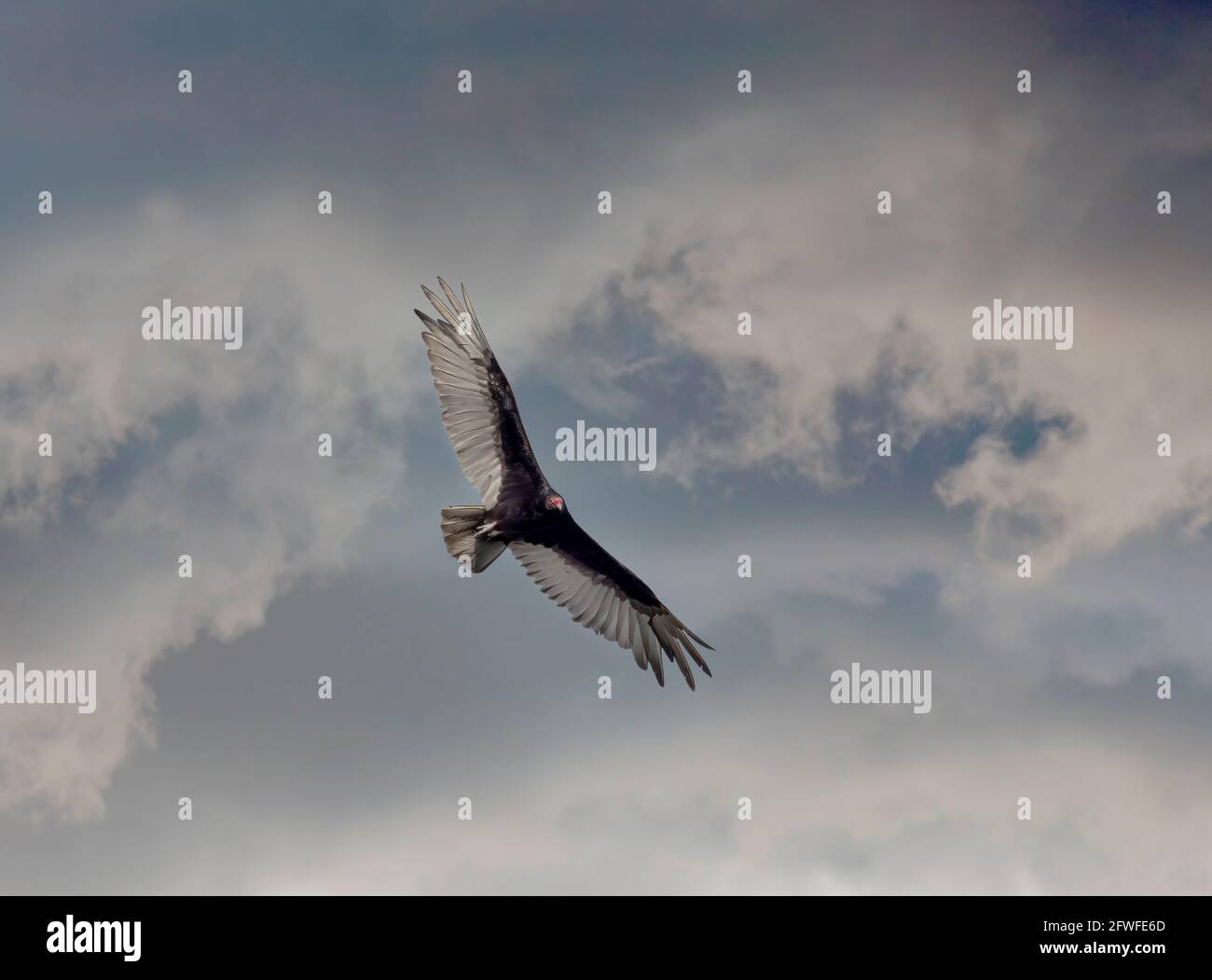 Vulture volo in testa aganista un cielo scuro minaccioso a sud-ovest Florida Stati Uniti Foto Stock