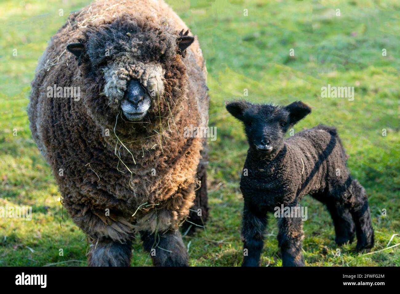 Ryland pecora con erba appesa alla bocca con il suo giovane agnello nero si fermò al suo fianco in un campo, Nidderdale, North Yorkshire, Inghilterra, Regno Unito. Foto Stock