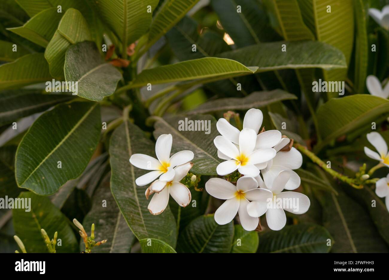 fiore di Plumeria Foto Stock