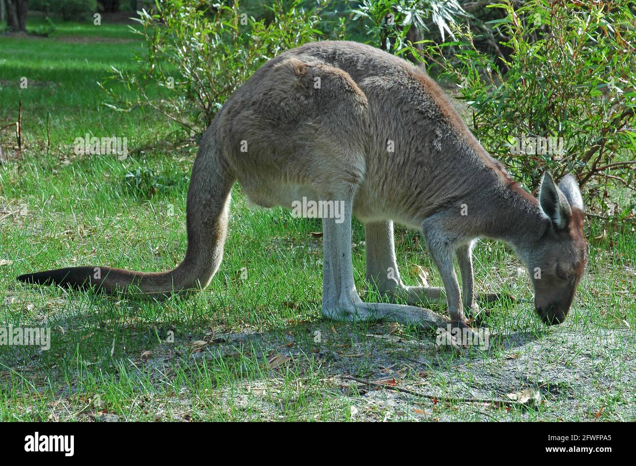 Western Grey Kangaroo pascolo. Foto Stock