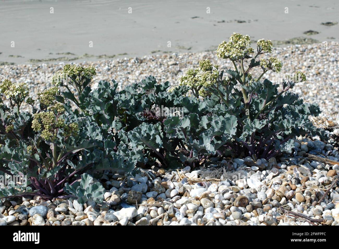 Seakale Crambe maritima fiorente su East Wittering Beach Chichester West Sussex England UK affonda probabilmente le radici in alghe di lusso compostate quando b Foto Stock