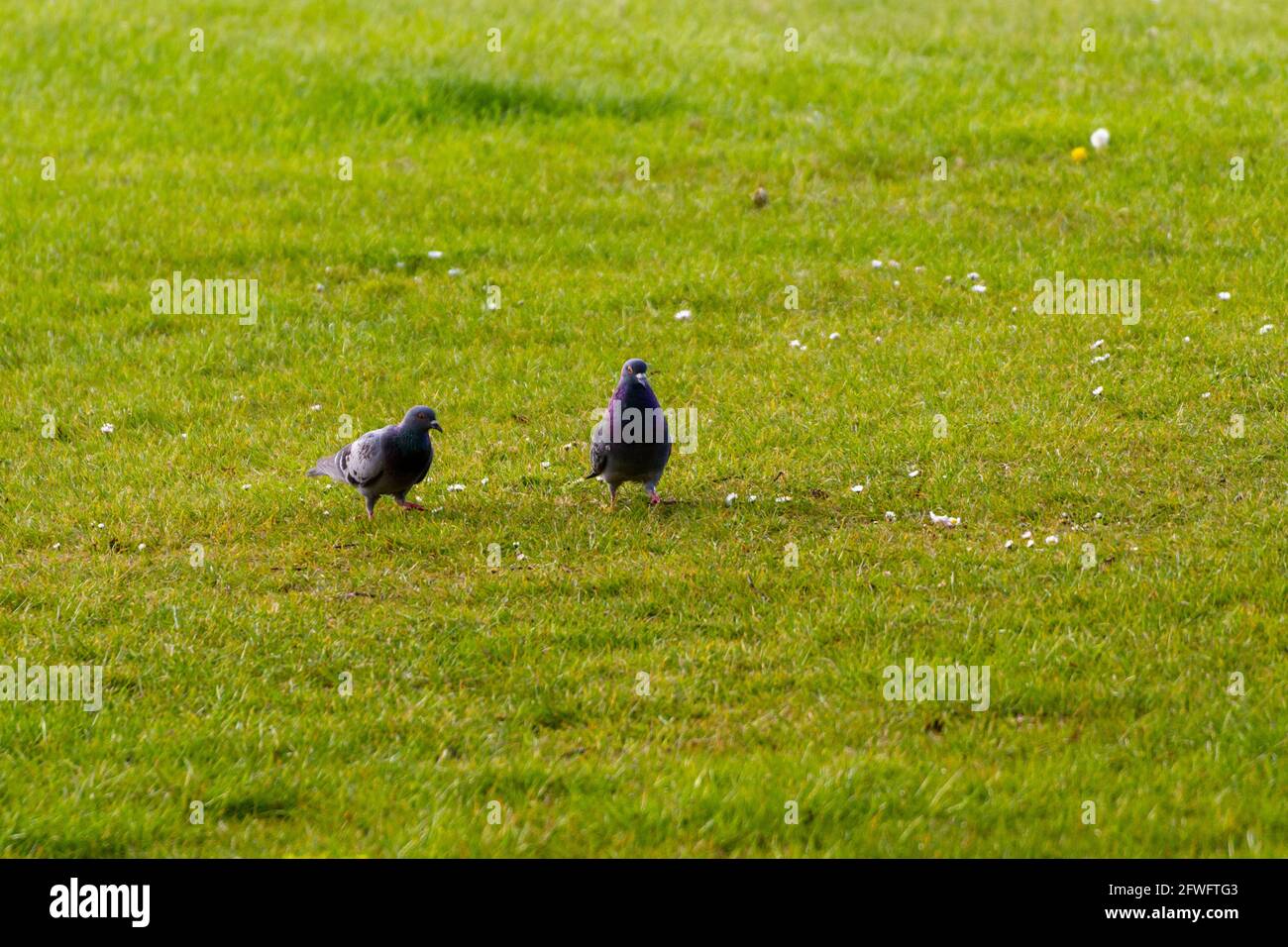 Primo piano di due piccioni grigi che camminano sull'erba una giornata di sole Foto Stock