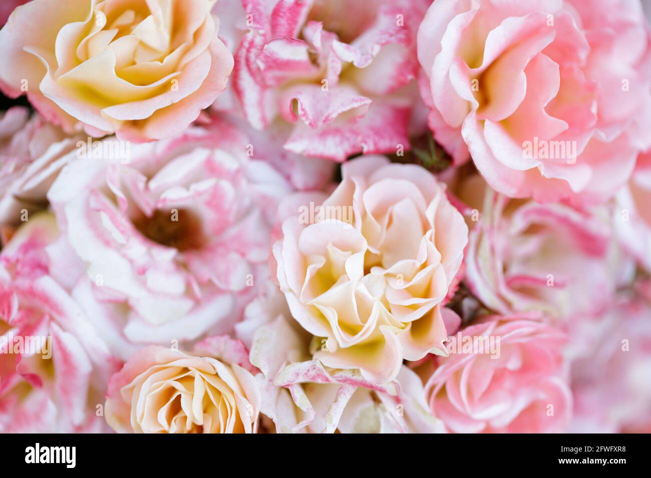 Peach Drift Cluster Rose fiorite in fiore. San Jose Municipal Rose Garden, San Jose, California, Stati Uniti. Foto Stock