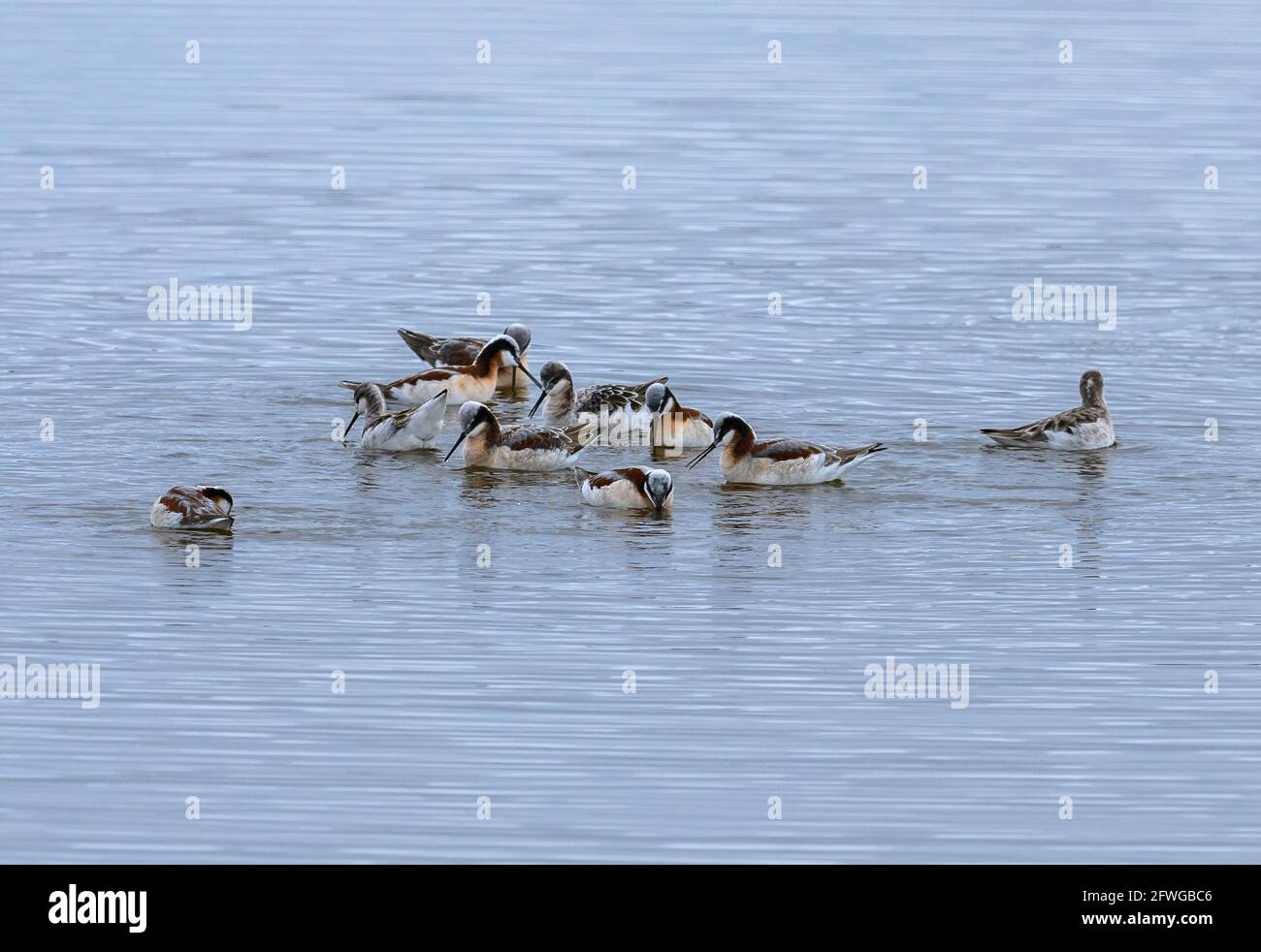 Un flock di Falaropi di Wilson (Phalaropus tricolore) che si nutrono in un lago. Colorado, Stati Uniti. Foto Stock