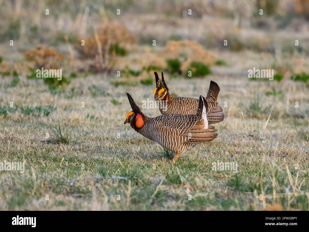 Due uomini rivali Lesser Prairie Chickens (Tympanuchus pallidicinctus) che si affacciano in mostra corteggiamento al loro lek. Smoky Valley Ranch, Kansas, Stati Uniti. Foto Stock