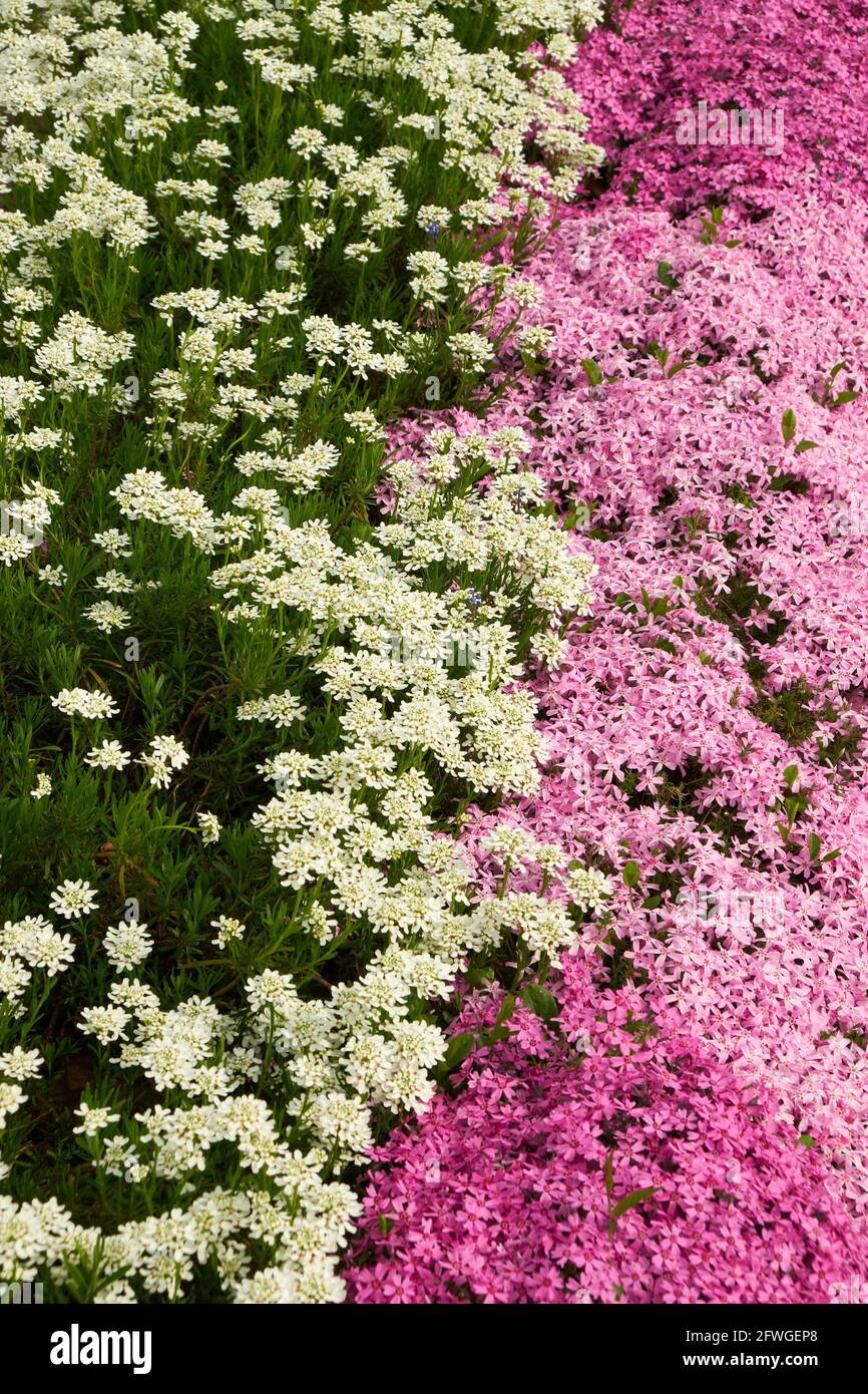 Sfondo fiore - fiori di copertura in terra bianca e rosa in un letto di fiori. Messa a fuoco selettiva. Foto Stock