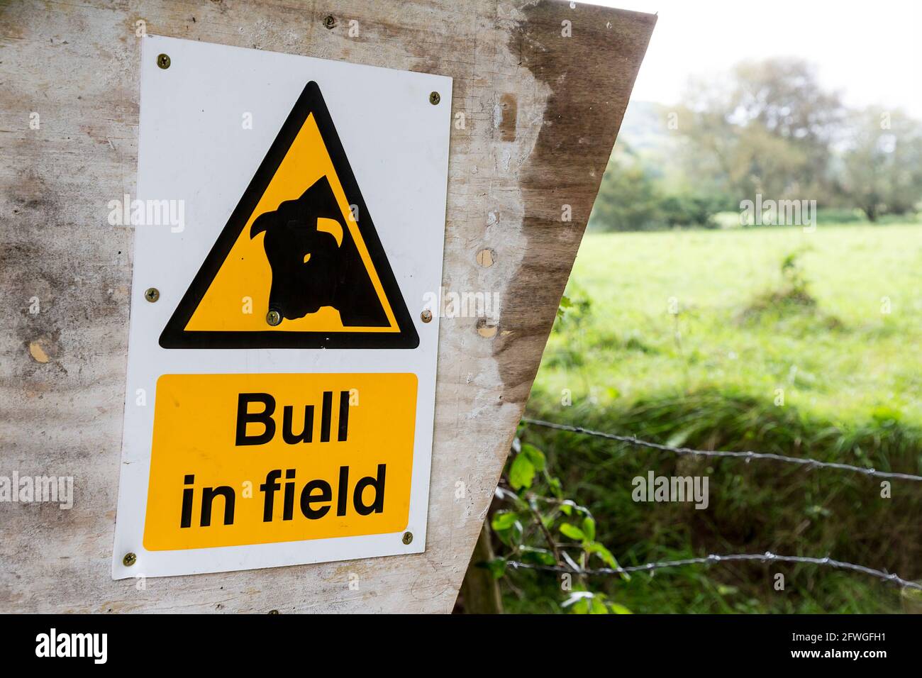 Cartello segnaletico Bull in Field, Galles, Regno Unito Foto Stock