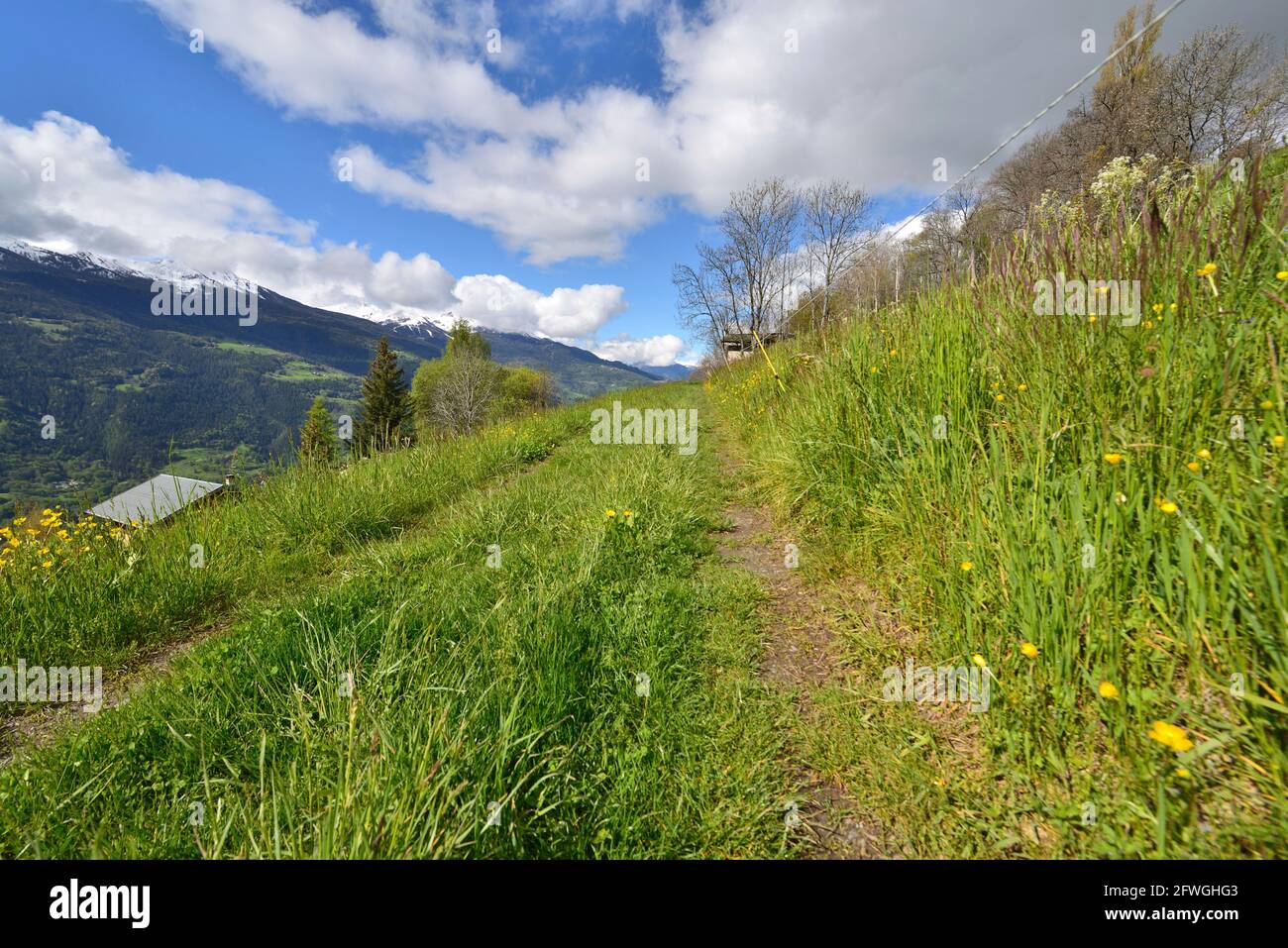 sentiero in montagna alpina che attraversa il prato verde Foto Stock