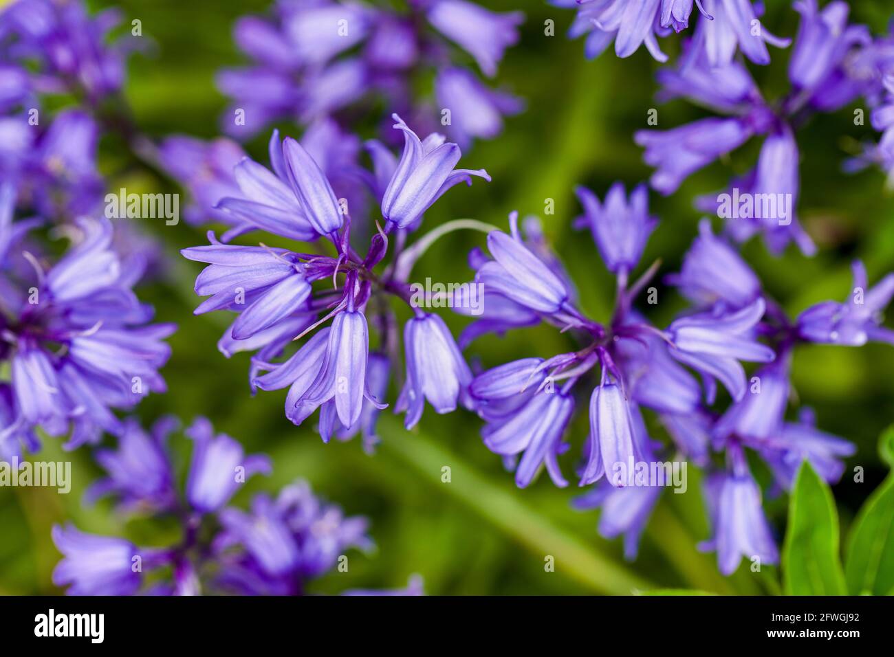 Bluebell Hyacinthoides non scripta Foto Stock