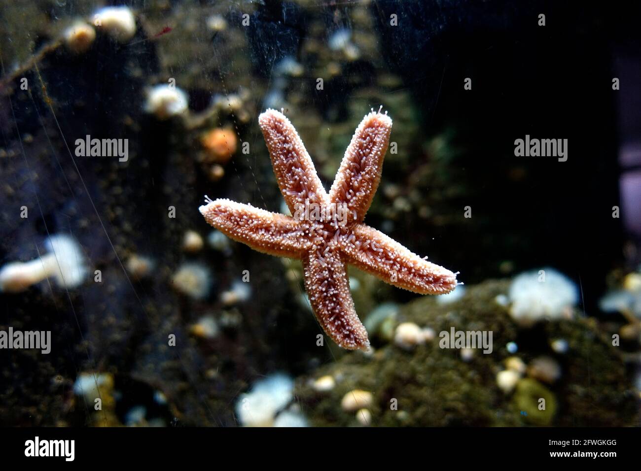 Starfish, Macduff Aquarium, Macduff, Scozia Foto Stock