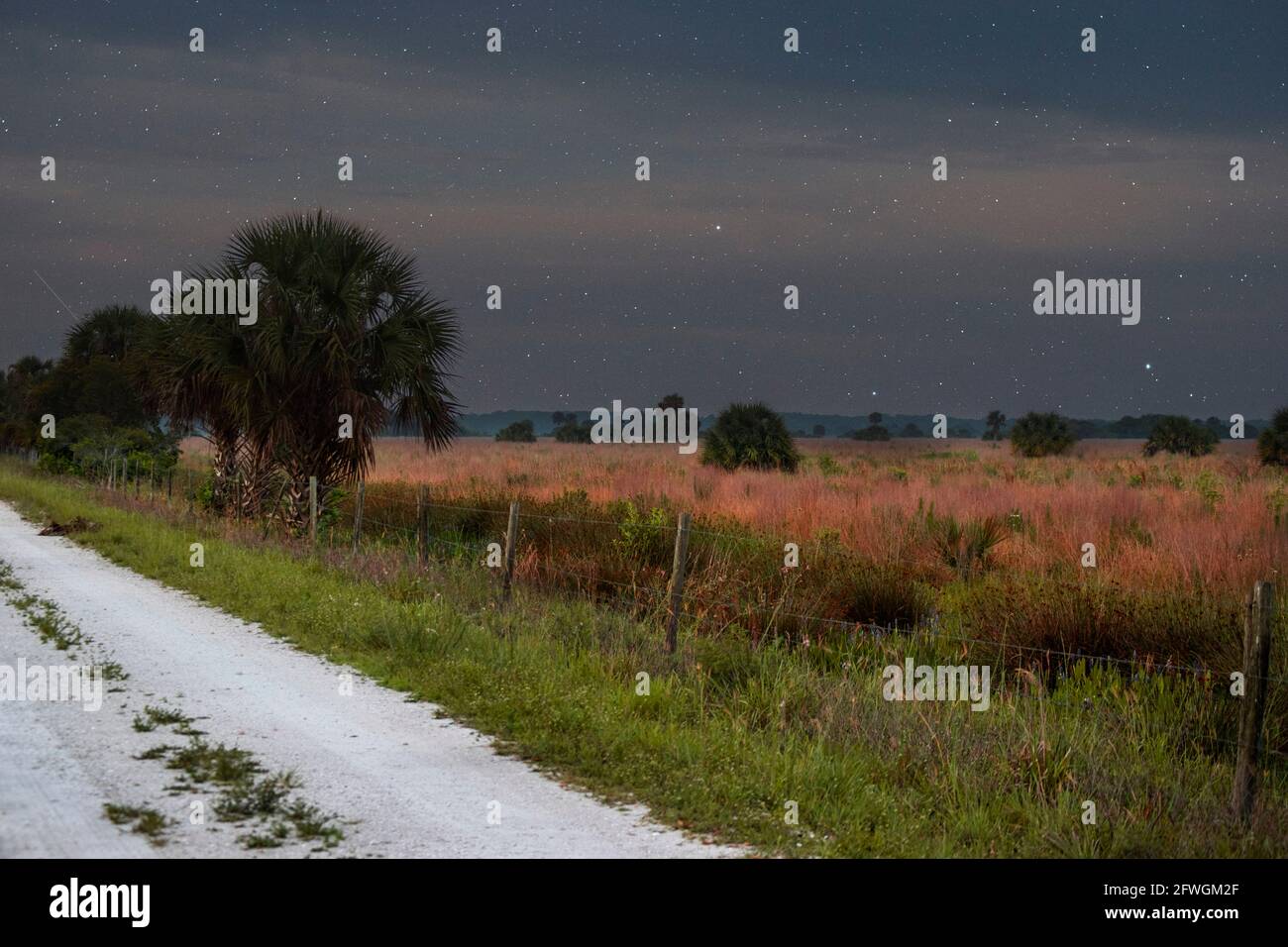 Un bellissimo paesaggio naturale stellato/notturno delle zone umide della Florida con una stella di tiro visibile nella parte centrale sinistra sopra la palma. Foto Stock