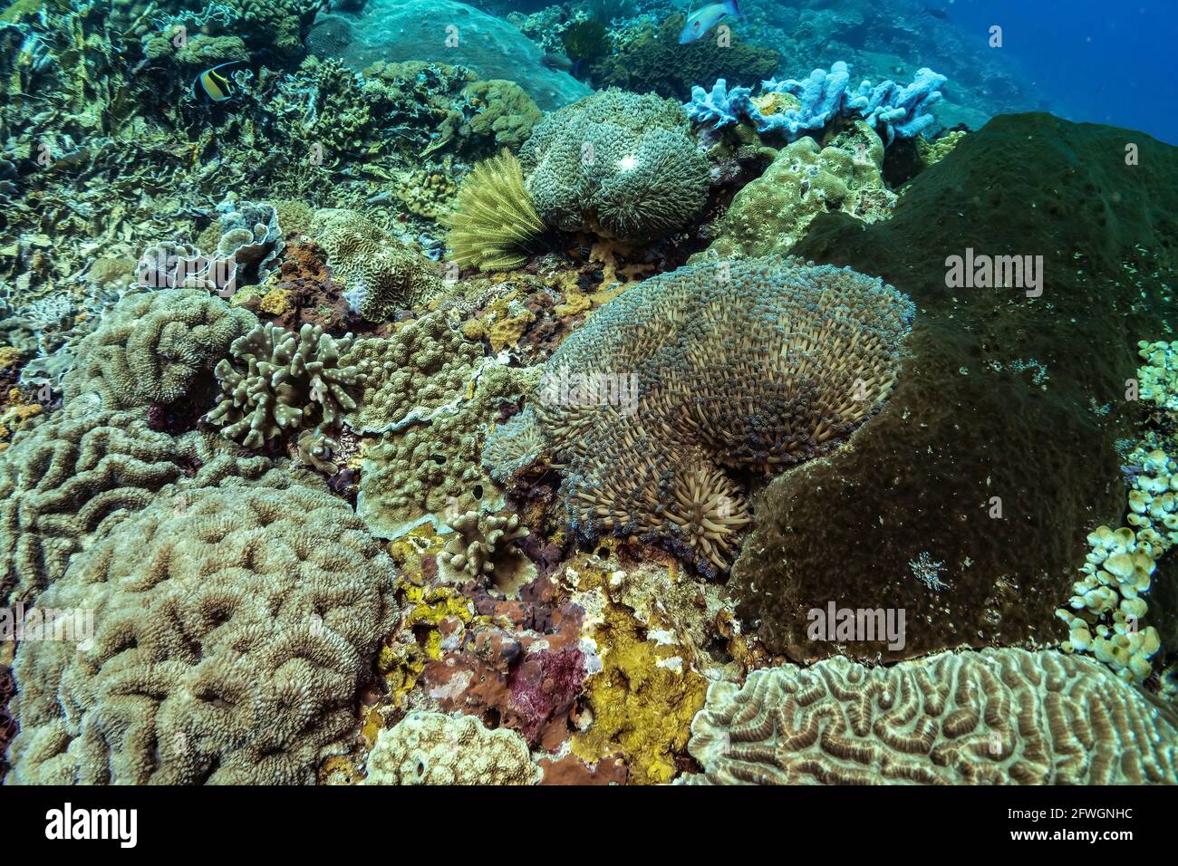 Splendida vista panoramica sulla barriera corallina tropicale in Indonesia popolata da molti tipi di coralli diversi, sia morbidi che duri. Luce subacquea blu tenue. Pictu Foto Stock