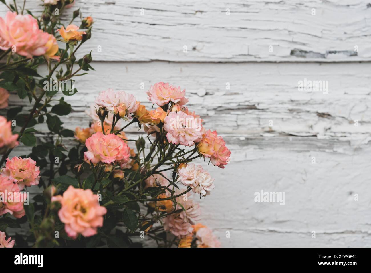 Rosa vintage look rose sullo sfondo di muro rustico con sbucciatura della vernice Foto Stock