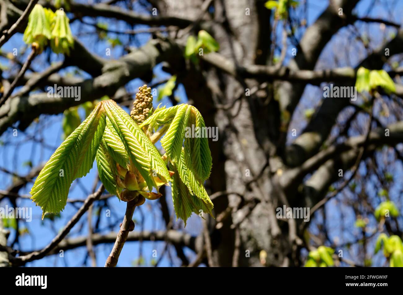 Ramoscello con germoglio di fiori inaperto e foglie verdi pelose giovani del cavallo castagno albero in primavera, Sofia, Bulgaria Foto Stock