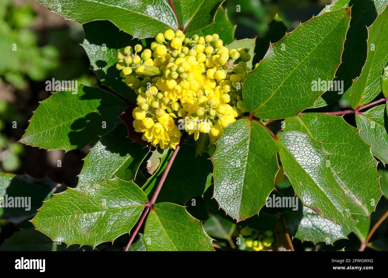 Mahonia aquifolium arbusto con fiore giallo, cespuglio sempreverde con foglie spinose in fiore, Sofia, Bulgaria Foto Stock