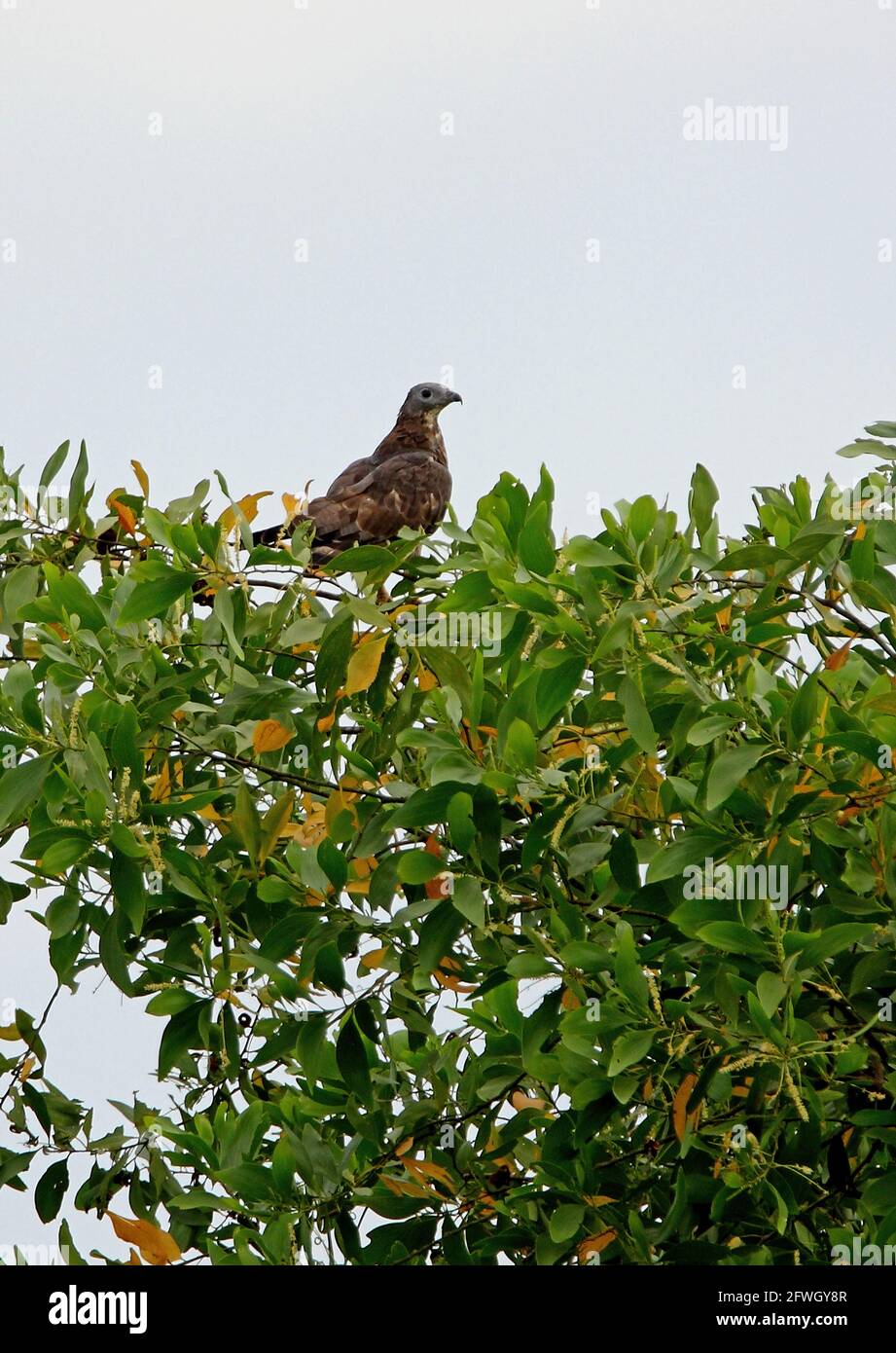 Miele-poiana orientale (Pernis ptilorhynchus) arroccato sulla cima dell'albero Sabah, Borneo Gennaio Foto Stock