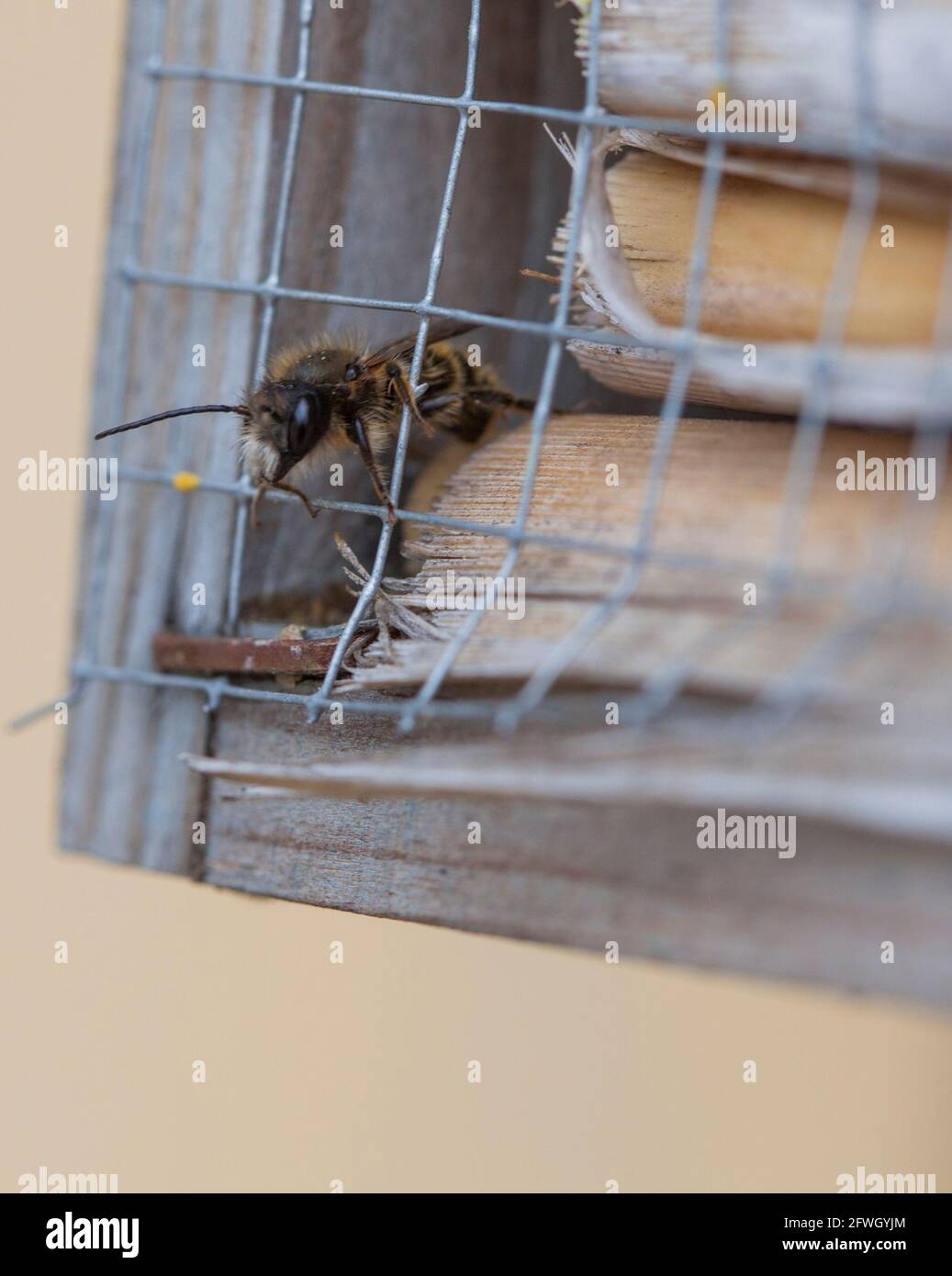 APE DI MASON Osmia ape solitaria Foto Stock