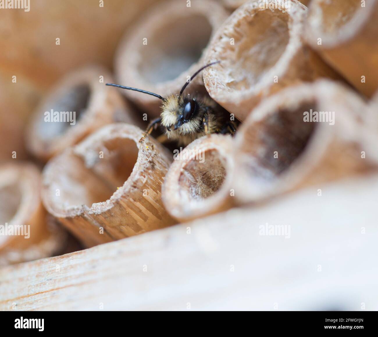 APE DI MASON Osmia ape solitaria Foto Stock