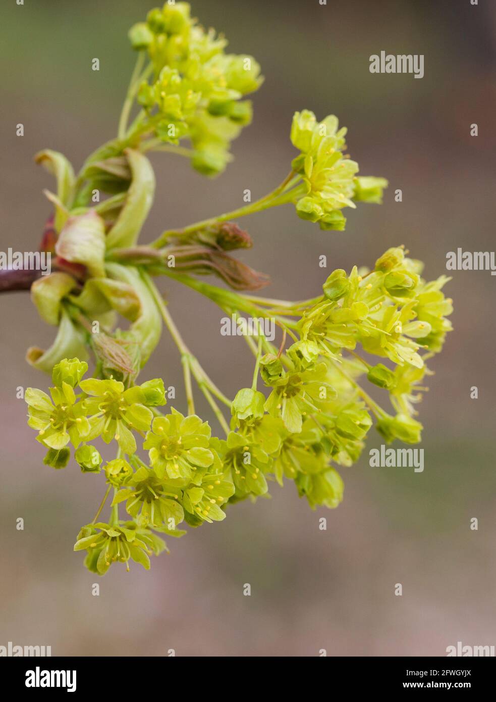 ACER PLATANOIDES acero norvegese Foto Stock