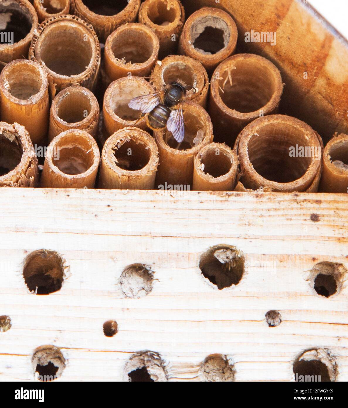 APE DI MASON Osmia ape solitaria Foto Stock