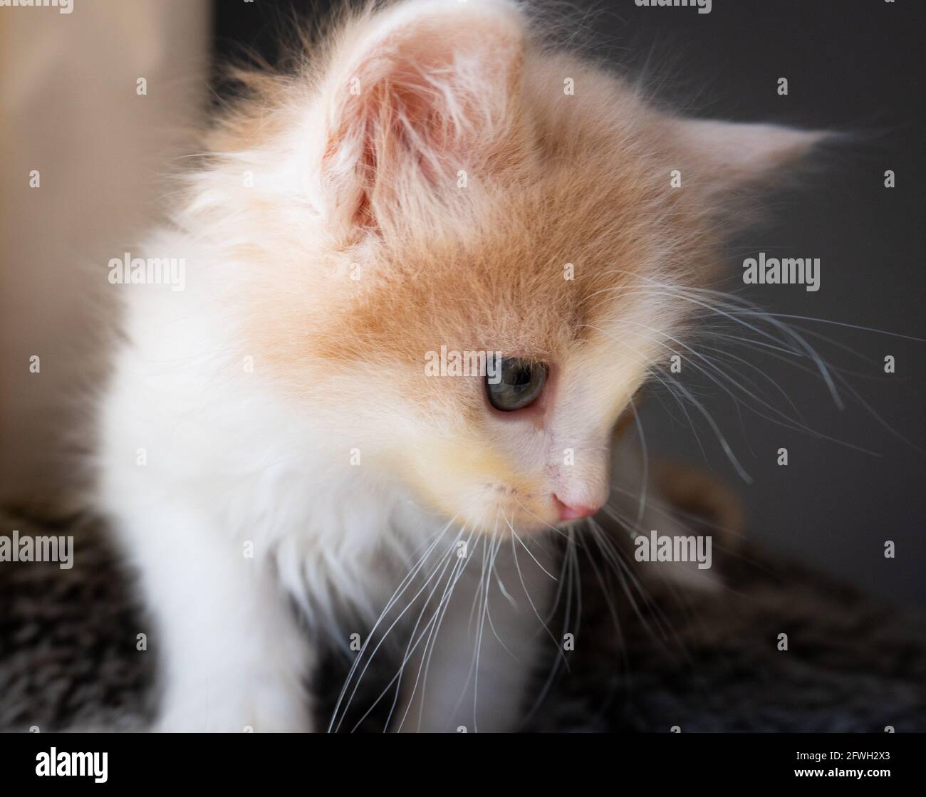 Un gattino di zenzero bianco e arancione di colore soffice -- 7 settimane -- in primo piano Foto Stock