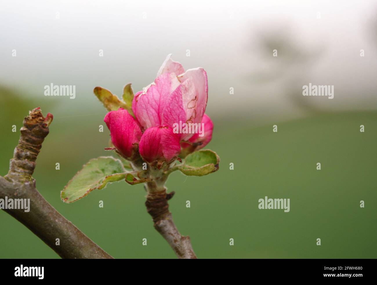 Fioritura selvaggia del biancospino rosa profondo nel mese di maggio Foto Stock