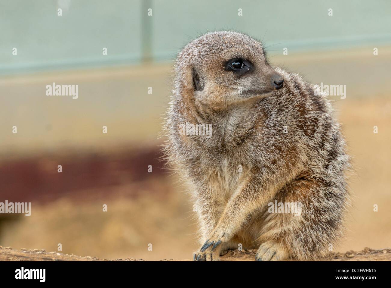 Vista ravvicinata di un meerkat Foto Stock