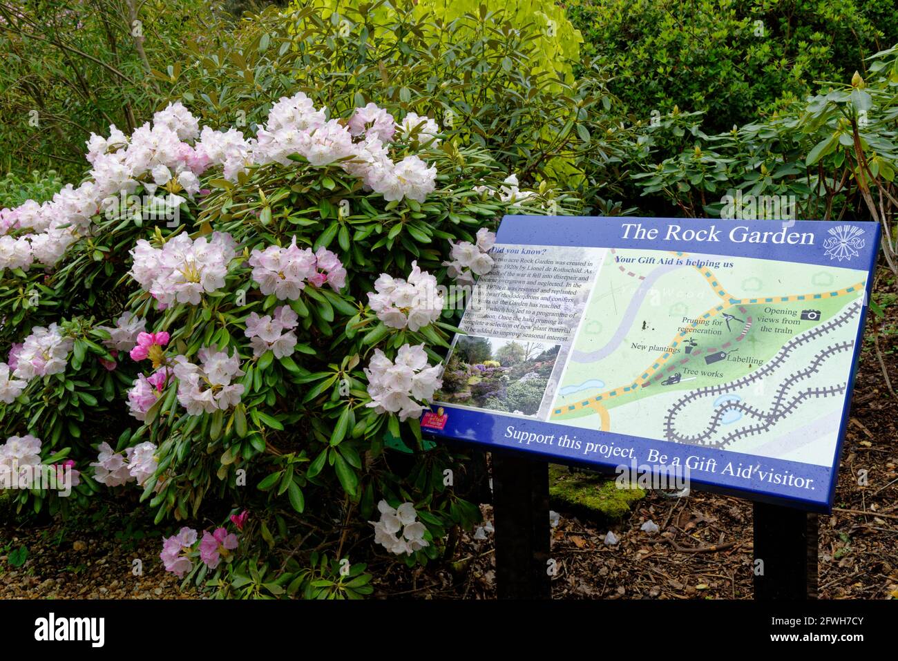 Piante colorate in primavera i motivi di Exbury Gardens, una grande woodland garden appartenenti alla famiglia Rothschild in Hampshire, Inghilterra, Regno Unito Foto Stock