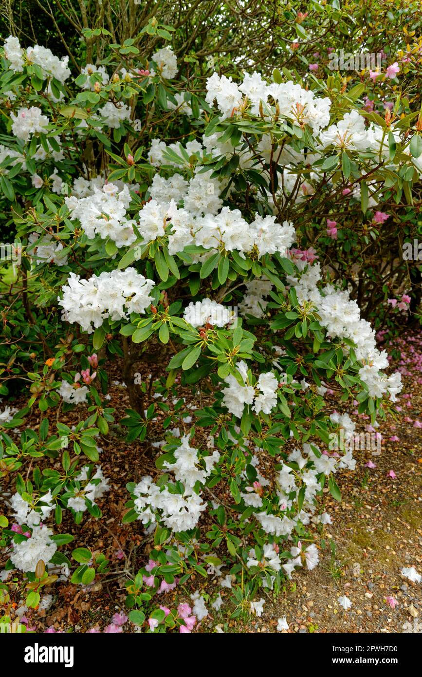 Fiori capriate di una varietà di piante di fiocco di Rhodododendron, un ibrido di corona x williamsianum nei giardini di Exbury durante il 20 maggio 2021 - Hampshire, E. Foto Stock