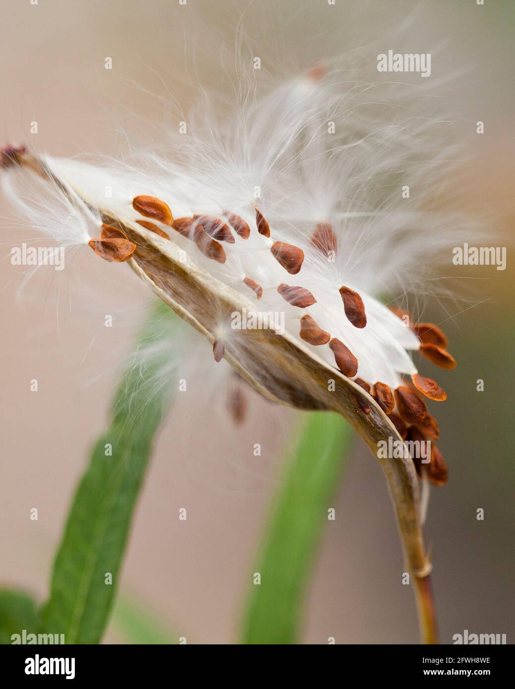 Il Ritorno Delle Alghe In Cucina - Foto 9