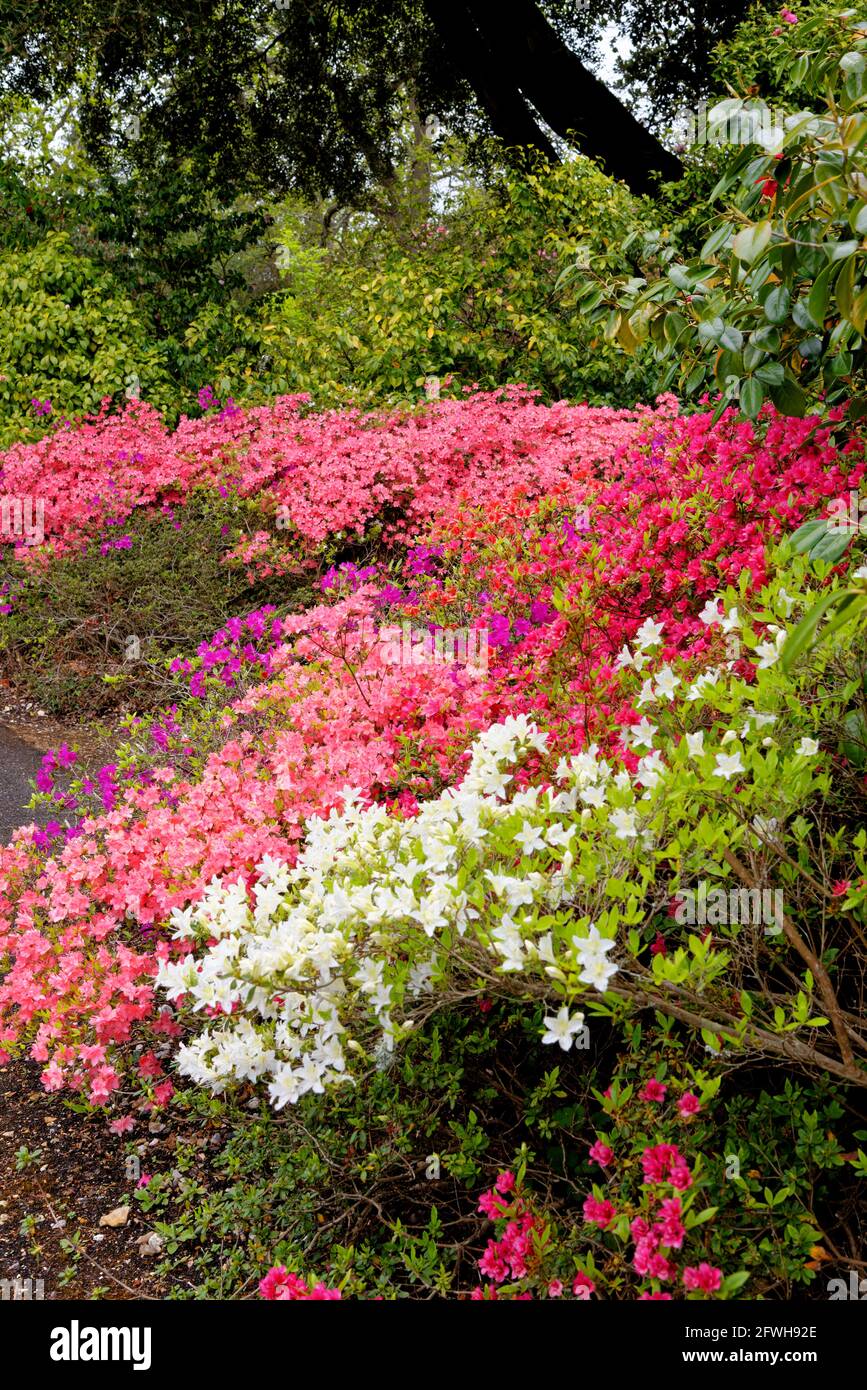 Fiori capriate di una varietà di piante di fiocco di Rhodododendron, un ibrido di corona x williamsianum nei giardini di Exbury durante il 20 maggio 2021 - Hampshire, E. Foto Stock