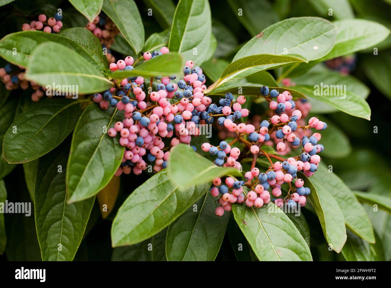 Bacche Possumhaw (Viburnum nudum) - USA Foto Stock