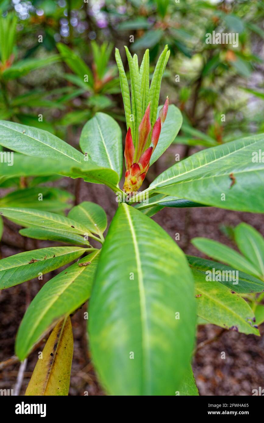 Fiori capriate di una varietà di piante di fiocco di Rhodododendron, un ibrido di corona x williamsianum nei giardini di Exbury durante il 20 maggio 2021 - Hampshire, E. Foto Stock