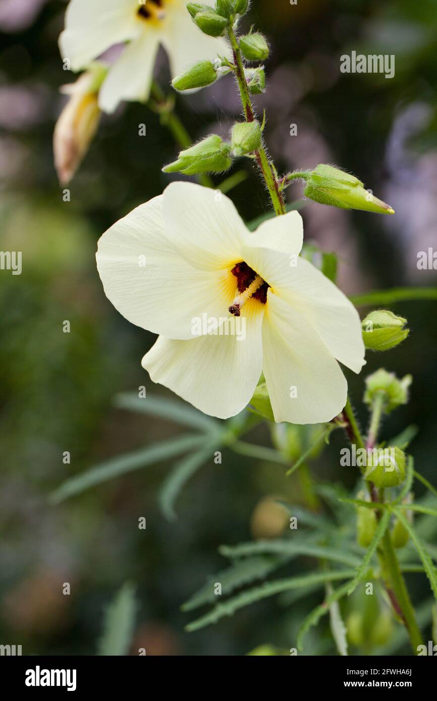 Fiore bianco di hibiscus - USA Foto Stock