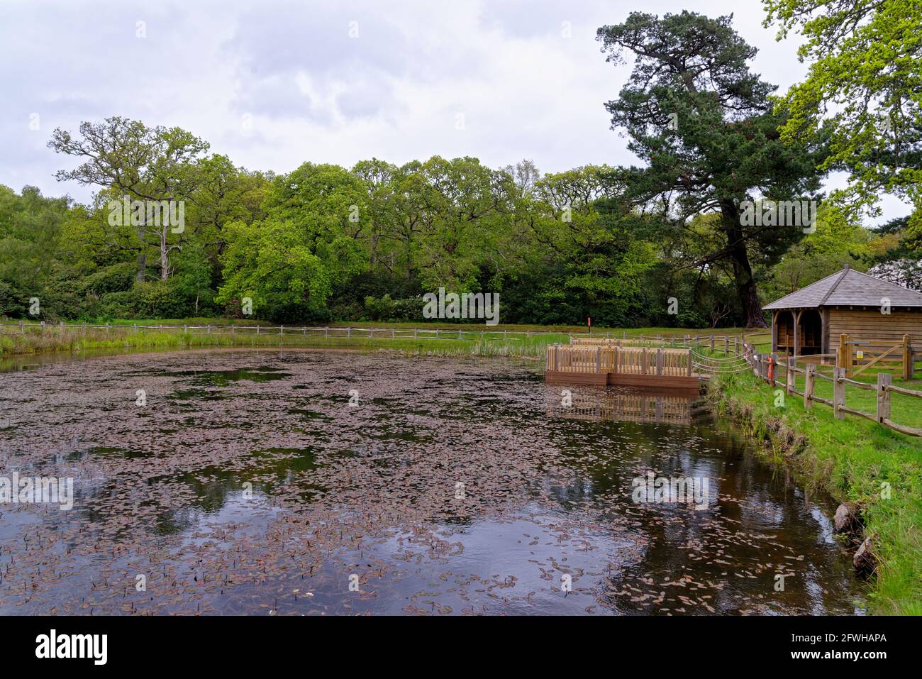 Dragonfly Pond durante la primavera nei giardini di Exbury, un grande giardino boscoso appartenente alla famiglia Rothschild in Hampshire, Inghilterra, Regno Unito - Foto Stock
