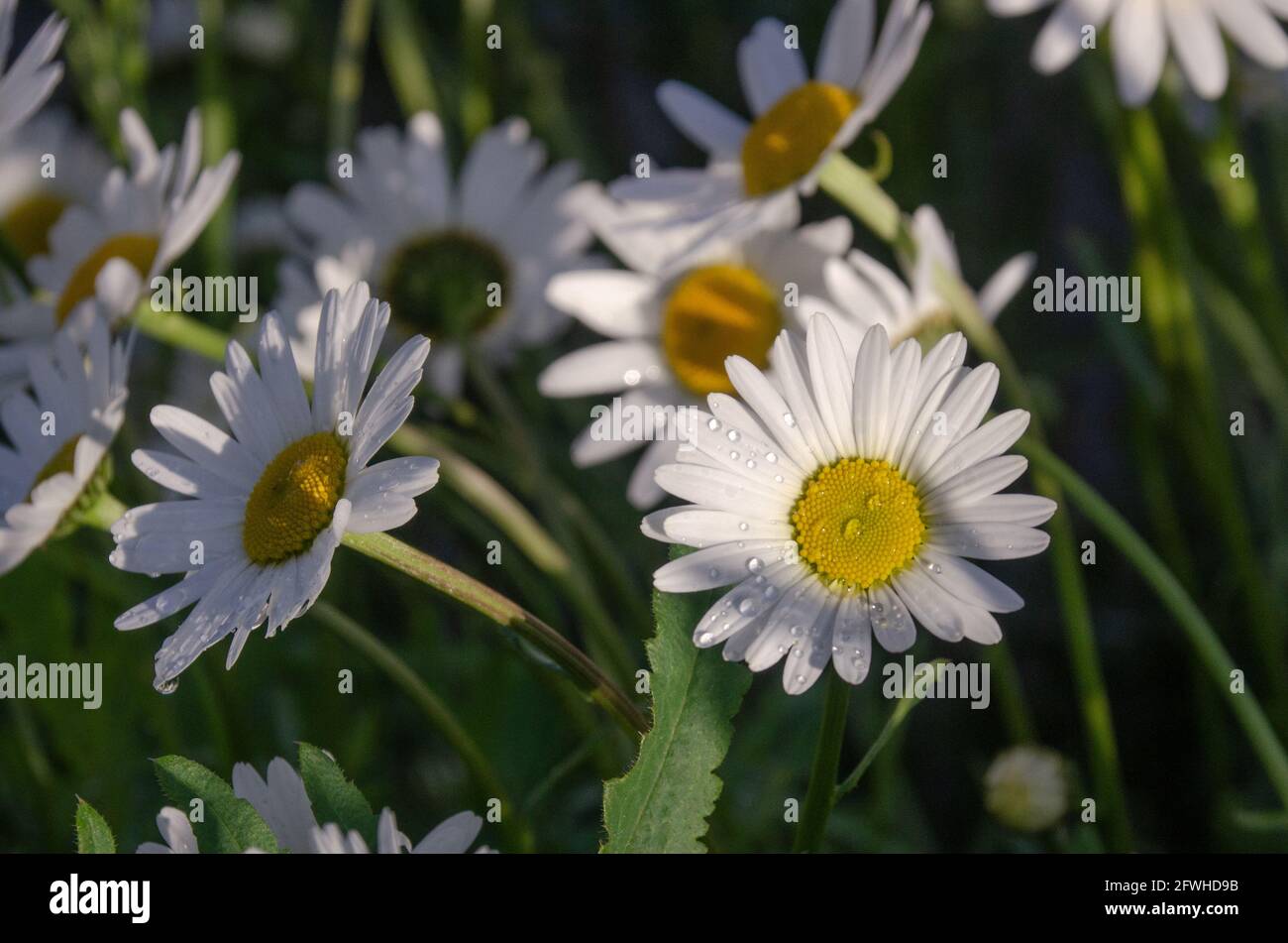 Von mai bis Oktober erfreut uns die Margerite (Leuchanthemum) mit ihren strahlend-weißen Blüten an ihren langen Stielen. Foto Stock