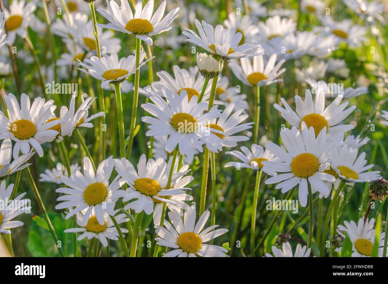 Von mai bis Oktober erfreut uns die Margerite (Leuchanthemum) mit ihren strahlend-weißen Blüten an ihren langen Stielen. Foto Stock