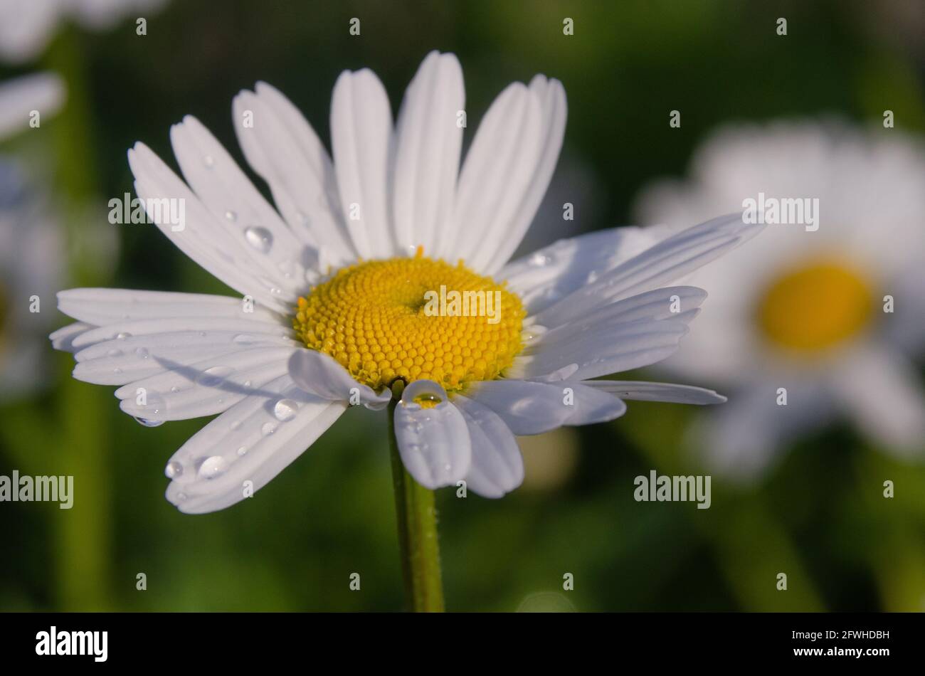 Von mai bis Oktober erfreut uns die Margerite (Leuchanthemum) mit ihren strahlend-weißen Blüten an ihren langen Stielen. Foto Stock