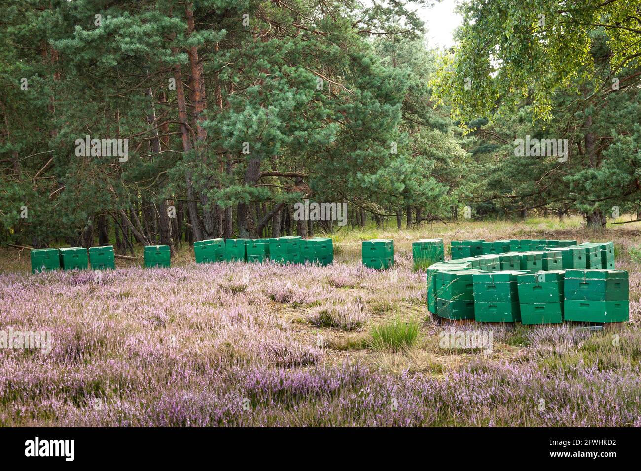 Molti alveari verdi disposti in una forma a S nella erica in una radura di foresta Foto Stock